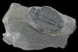 Elrathia Trilobite Molt Fossil - Utah - House Range #139708-1